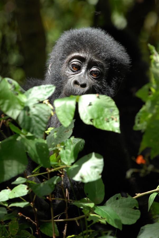 Nkuringo Bwindi Gorilla Lodge מראה חיצוני תמונה