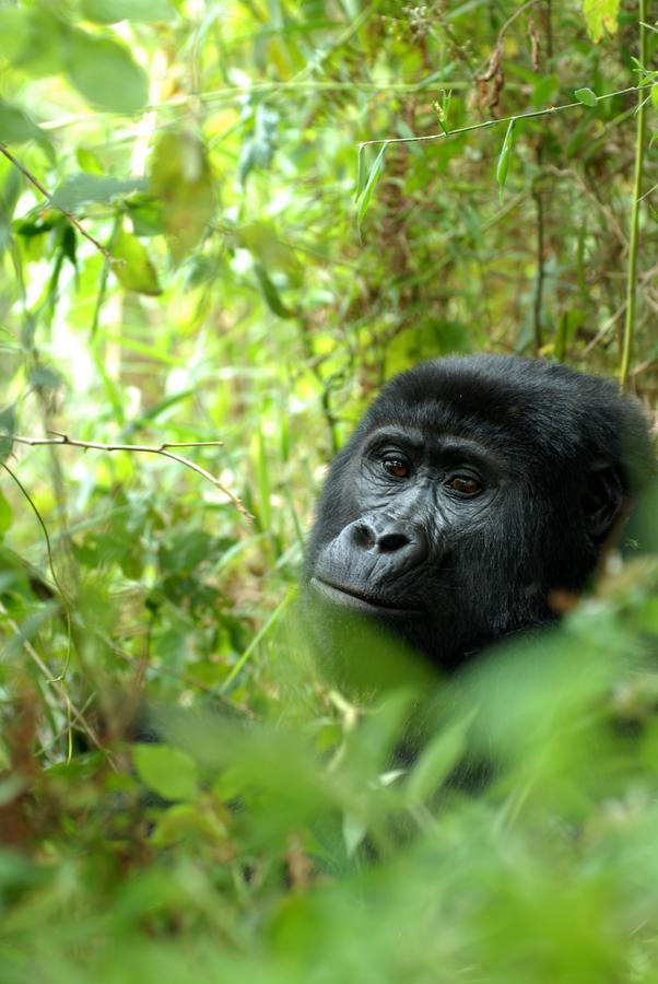 Nkuringo Bwindi Gorilla Lodge מראה חיצוני תמונה